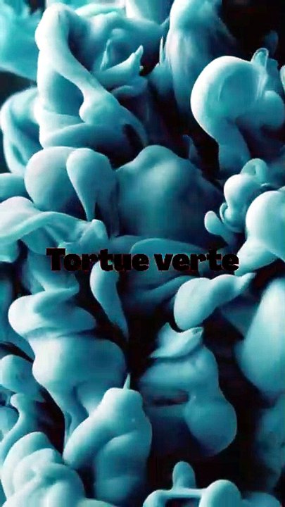 Tortue verte