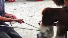 Horse asmr