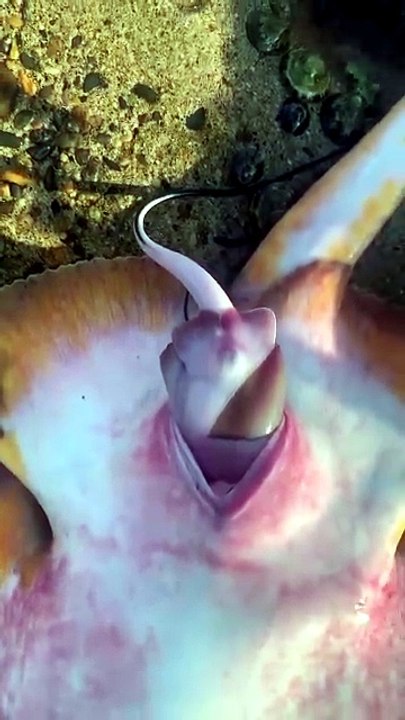 Fish give baby All time high