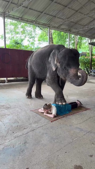 When an Elephant Decides to be Your Personal Massage Therapist! 🐘😂
