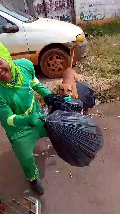 Just funny animals, os melhores vídeos