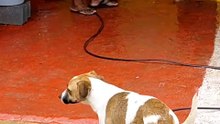 Just funny animals, os melhores vídeos
