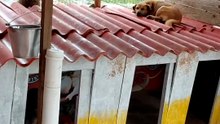 Just funny animals, os melhores vídeos