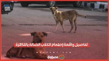 بيان مهم من الداخلية بشأن إطعام الكلاب الضالة في الشارع