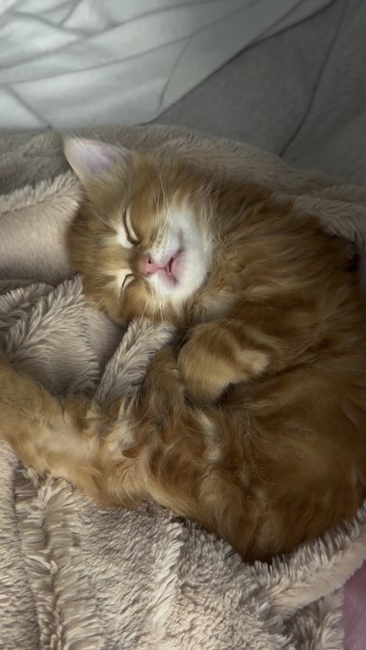 💤💤