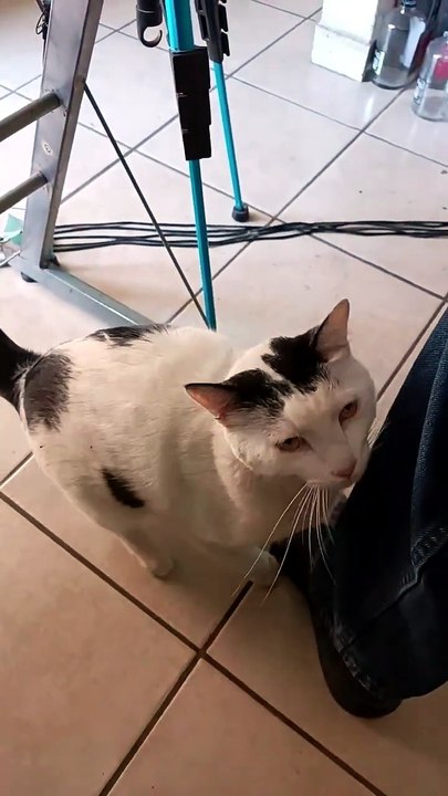 el #gato pernanca llega a la #oficina a visitarme y a jugar conmigo #shorts #michi #peludo #amigo