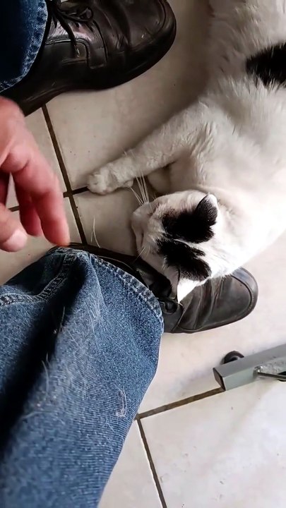 La gata bombay y el gato pernanca llegan a visitarme a la oficina #shorts quieren jugar conmigo