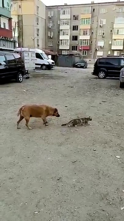 This Dog Must Have an Amazing Sense of Humor 😂 Funniest Dog Moments