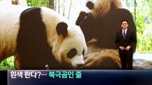 중국서 ‘하얀 판다’ 공개…북극곰인 줄