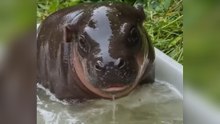 Mini-Hippo feiert Plansch-Premiere im Zoo Berlin