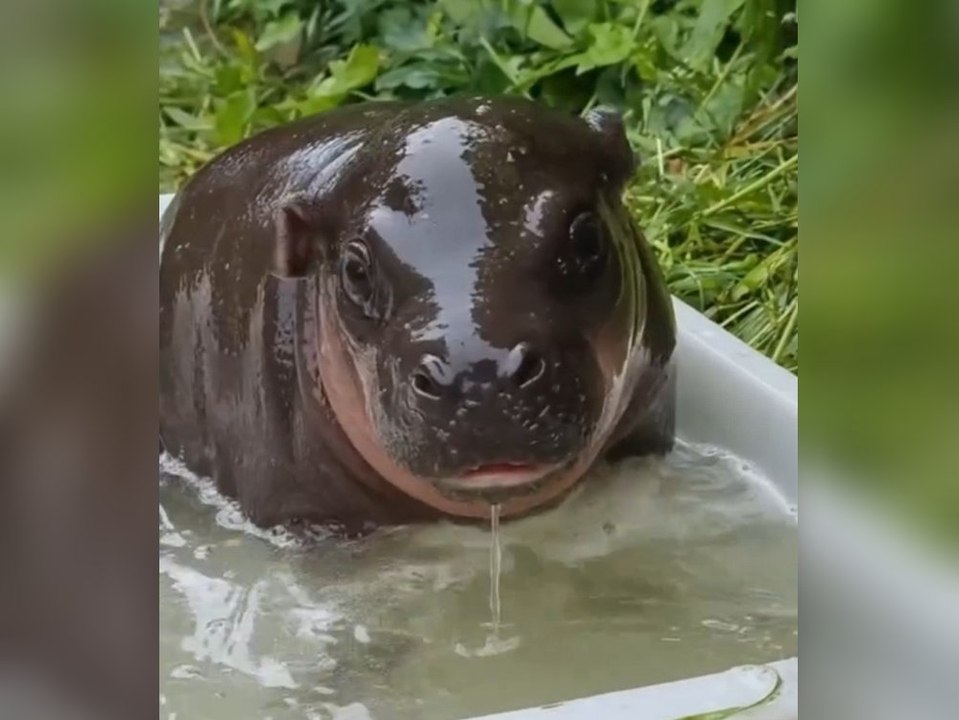 Mini-Hippo feiert Plansch-Premiere im Zoo Berlin