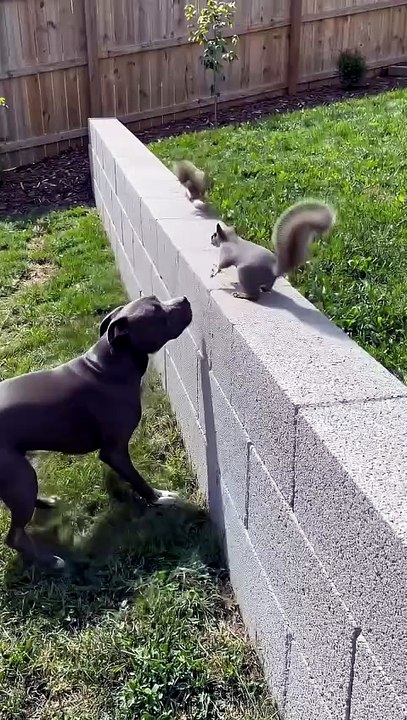 #dog #squirrel #kingdomofawais