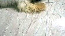 Lazy Shih tzu drinking