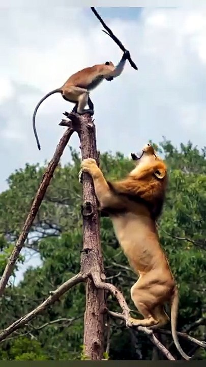 Lion vs monkey on the tree