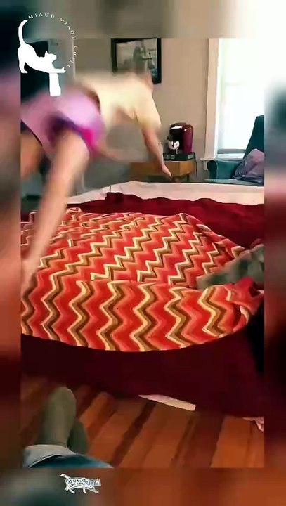 Funny Cat Fails & Scared Cats