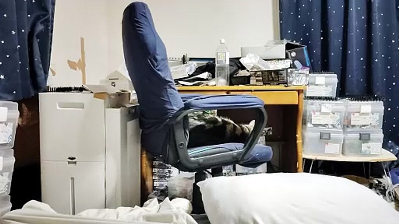 一緒にゲーミングチェアの上でくつろぐココアとミア