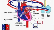 ANATOMY OF HEART FOR A LAYPERSON TO SIMPLY UNDERSTAND WHAT DOES IT DO!