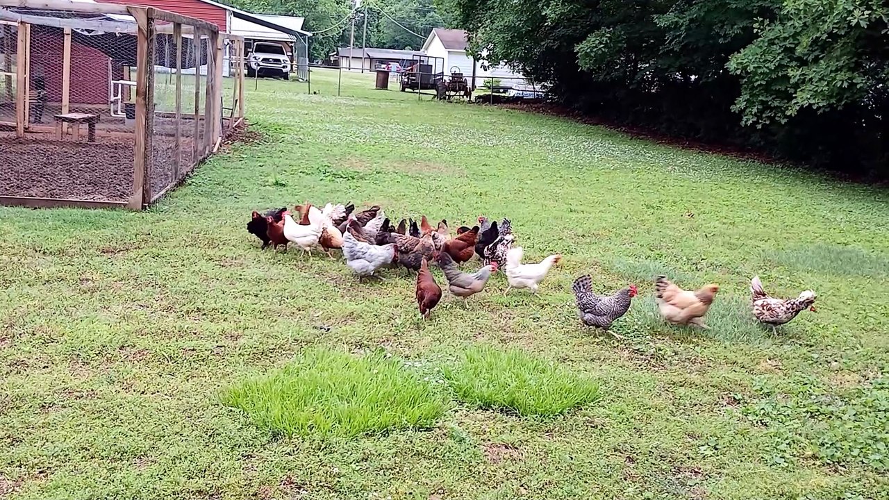 How many times can I get them to run to the same spot?