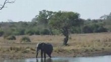 Elephant at waterhole in Kruger Park