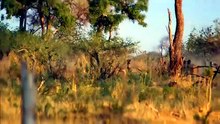Big Cats 24 7 S02E04 Reunion Episode 24 Engsub