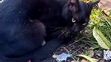 Kucing hitam