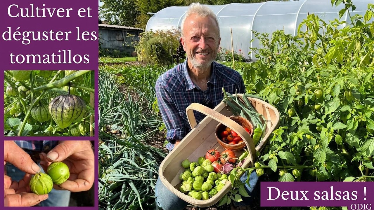 Tout savoir sur les tomatilles : comment elles poussent et comment les cuisiner