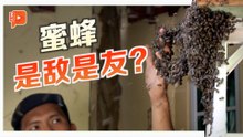 知识驱散恐惧  了解蜜蜂为何是自然界“授粉英雄”