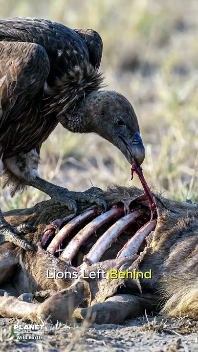 The Vulture Cleans Up a Lion Kill