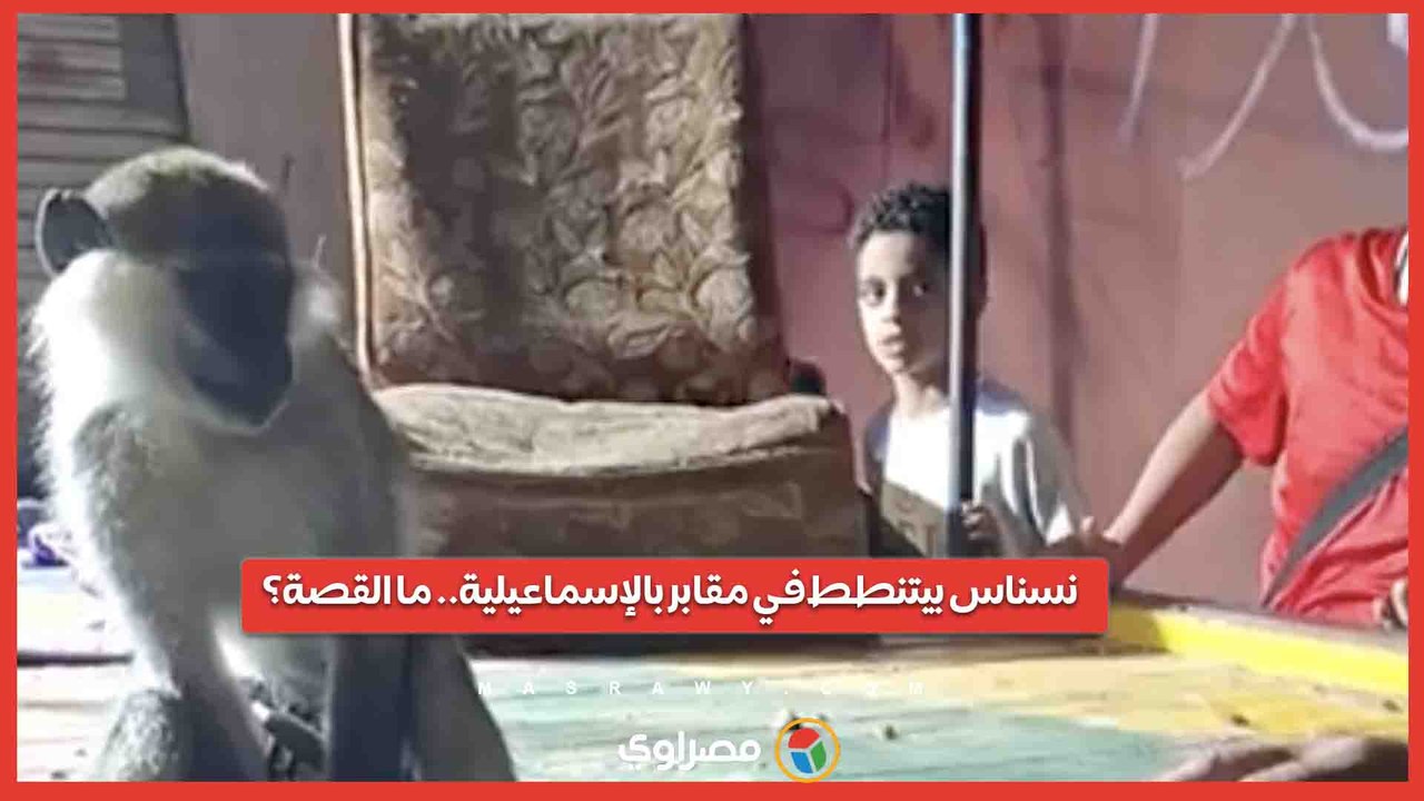 نسناس بيتنطط في مقابر بالإسماعيلية.. ما القصة؟