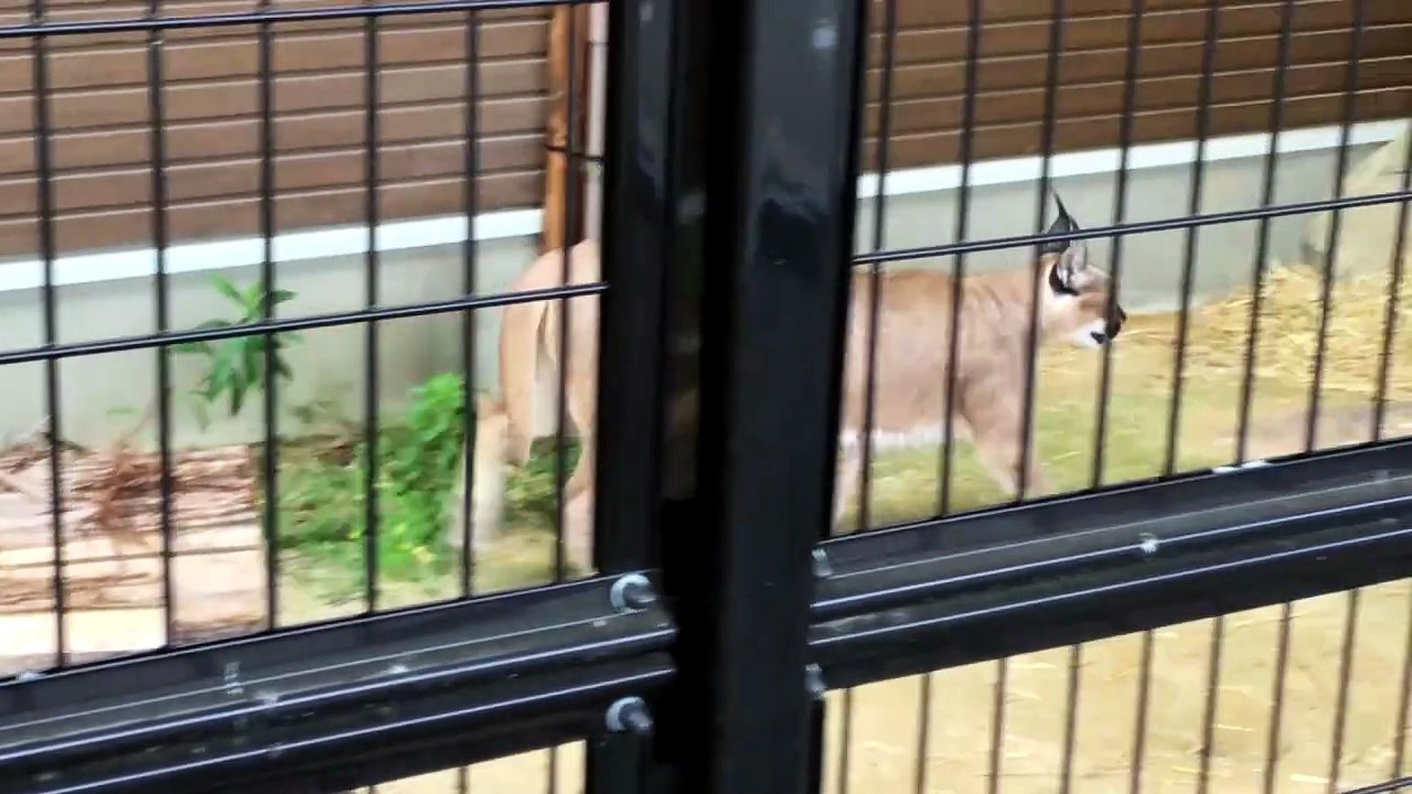 Jina the Caracal Walks Around