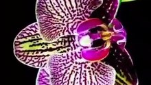 Would You Grow a Bird of Paradise?