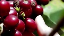 Have You Ever Seen a Plant with Eyeballs? 👁️🍒