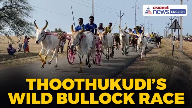 Thoothukudi’s Thrilling Bullock Cart Race Raise Heart Beats