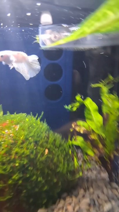 BABY FISH
