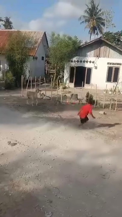a small child was gored by a goat