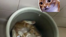 Orange Cat Logic Makes No Sense