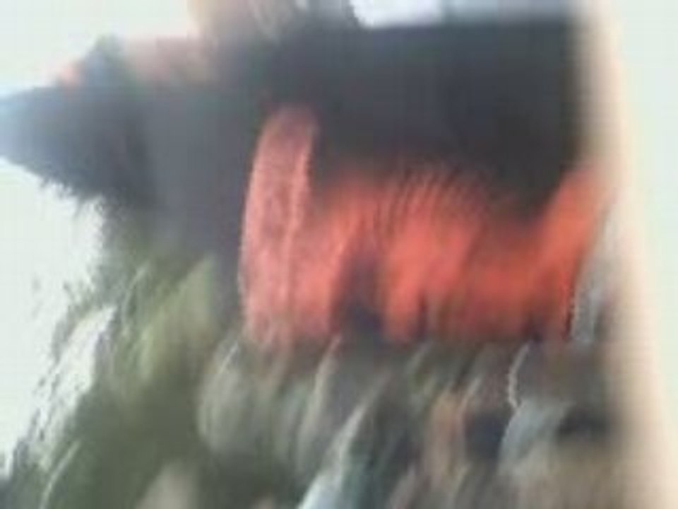 Teuf la manade 14.06.08 lendemain !!