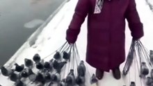 She Was the Pigeon Queen Until This Happened! 💀😂