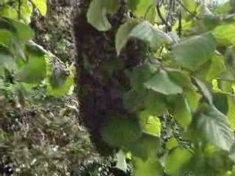 2008 juin essaim d'abeilles