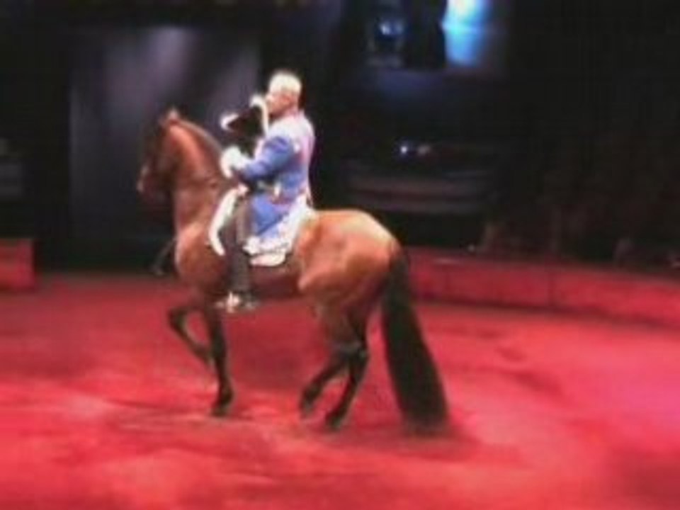 Cheval de spectacle à vendre - (EQUIRODI.com)