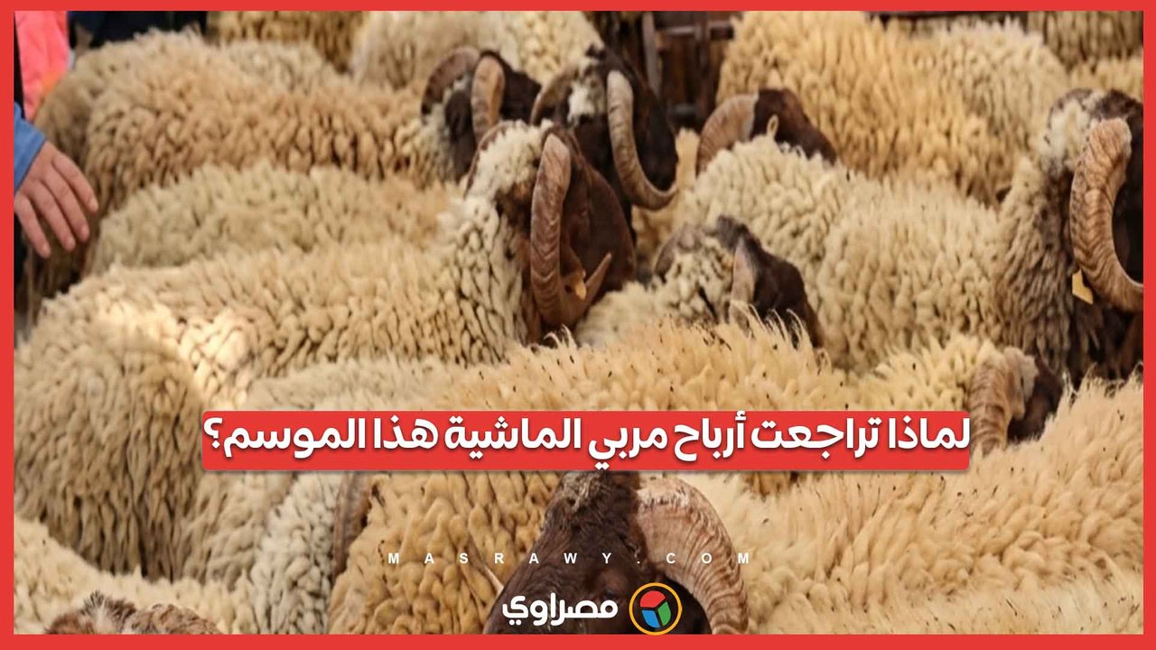 لماذا تراجعت أرباح مربي الماشية في موسم عيد ال...