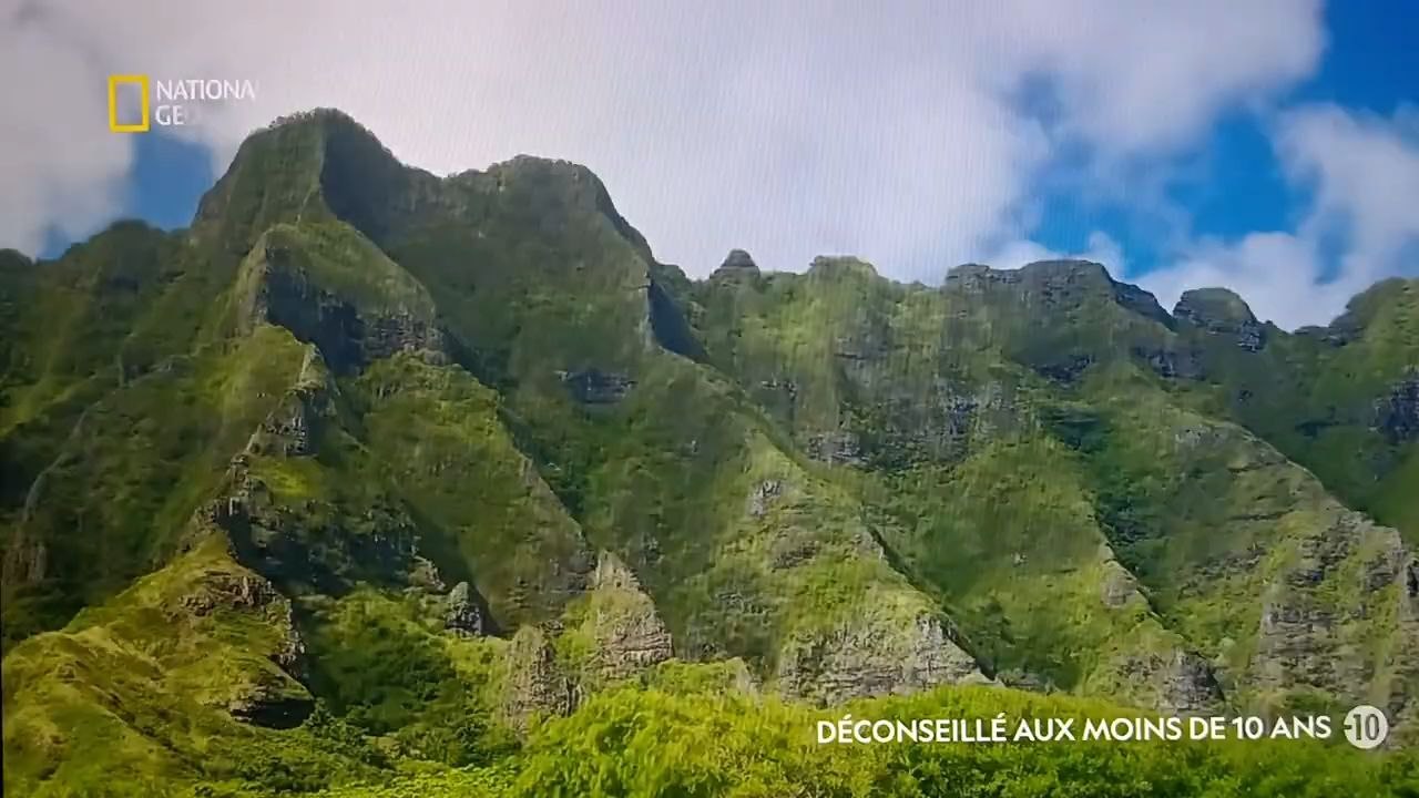 Shark attack documentaire animalier