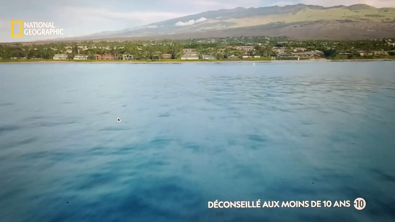 Shark attack documentaire animalier