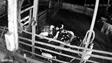 Flagrante selvagem: onça predadora invade propriedade e mata 34 ovelhas