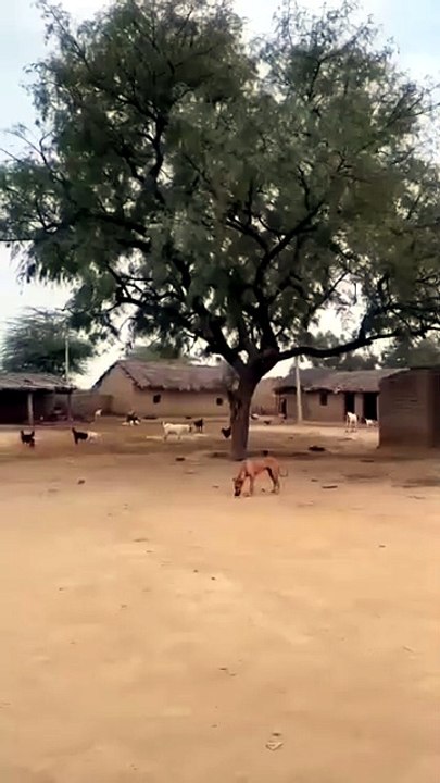 Naughty Monkey annoying Dog #viralcontent #trending #viral #trendingcontent #funny