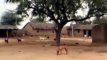 Naughty Monkey annoying Dog #viralcontent #trending #viral #trendingcontent #funny