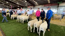 Interbreed lineup at NSW Sheep Show