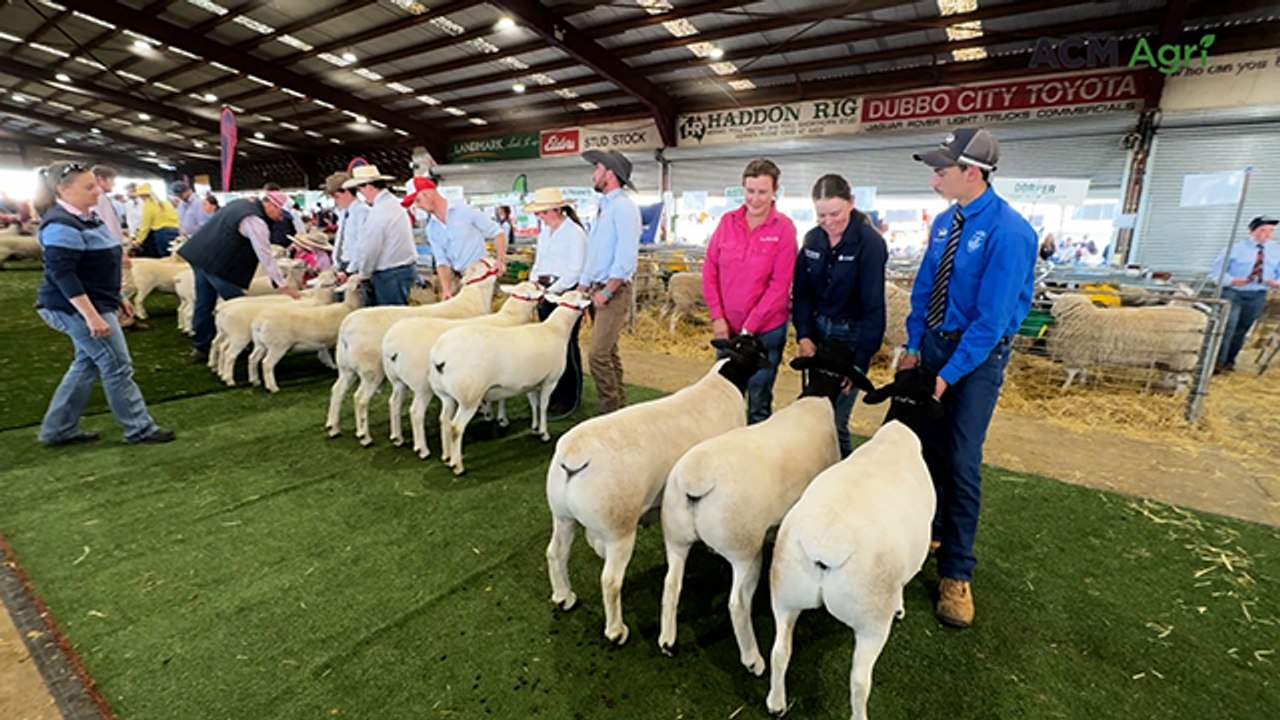 Interbreed lineup at NSW Sheep Show