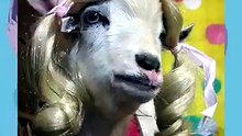 La cabraaa 🐐🎨✨  Art Speedpaint Process