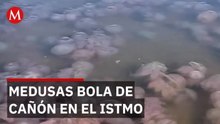 El fenómeno "Blooming" en Oaxaca: La plaga de medusas que arruina la pesca pero vale millones